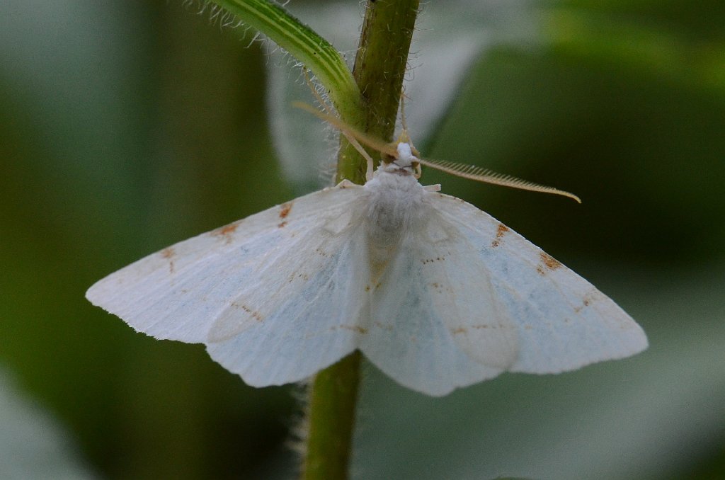 035 2014-08202988 Pierpont Meadow, MA.JPG - Lesser Maple Spanworm Moth (Speranza pustularia). Pierpont Meadow Wildlife Sanctuary, MA, 8-20-2014